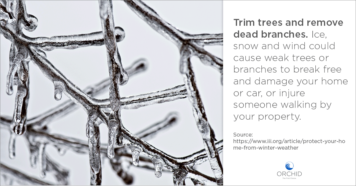 Winter Weather Trees tips